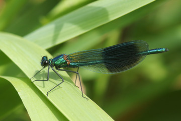 A stunning male Banded Demoiselle dragonfly (Calopteryx splendens ) resting on a reed.