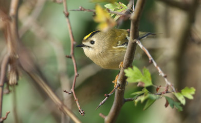 A pretty Goldcrest (Regulus regulus) perching on a branch in a tree. It is hunting for insects to eat.