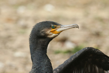 A head shot of a pretty Cormorant (Phalacrocorax carbo) preening on the bank of a lake.	