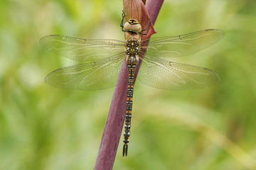 A female Migrant Hawker dragonfly (Aeshna mixta) perched on Angelica (disambiguation).