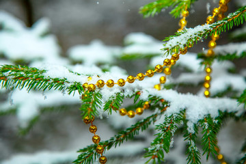 Beautiful gold beads hang beautifully with a snow-covered fir branch.