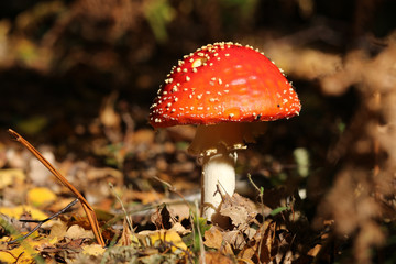 A beautiful Fly agaric fungus (Amanita muscaria) growing in a forest