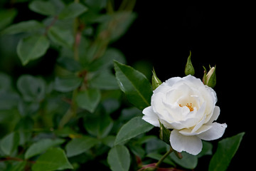 White rose