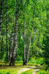 Fototapeta na wymiar Summer birch forests in sunlight. Sunny summer day.