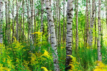 Summer birch forests in sunlight. Sunny summer day.