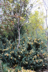 tree leaves