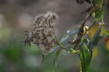 フジバカマの種