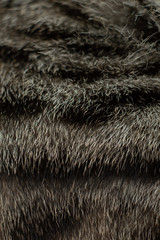 texture of cat's fur