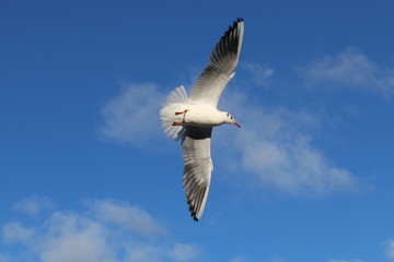 möwe am himmel