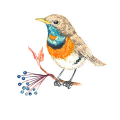 Luscinia svecica volgae sitting on twig with wild grape berries, isolated watercolor illustration