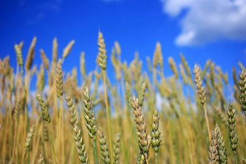 Fototapeta premium Ripe wheat ears in a field