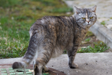 British cat. Looking