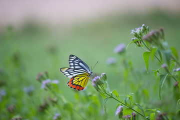 Beautiful Indian Jezebel Butterfly sitting on the flower plant in its natural habitat