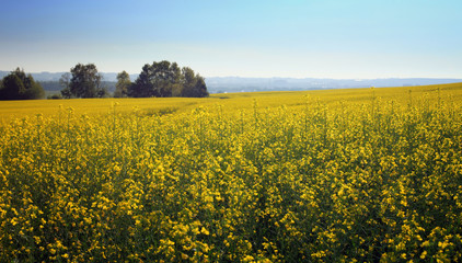 Fototapeta premium the boundless flavovirent field with colza against the background of the blue sky