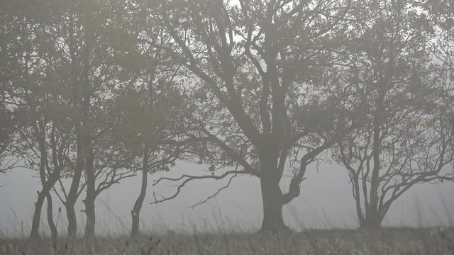 B&auml;ume im Nebel