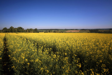 Obraz premium the boundless flavovirent field with colza against the background of the blue sky