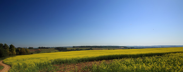 the boundless flavovirent field with colza against the background of the blue sky