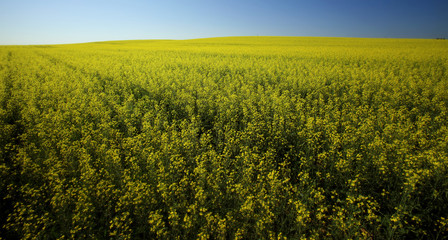 the boundless flavovirent field with colza against the background of the blue sky