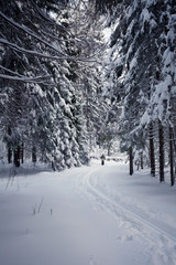 ski track in the winter forest