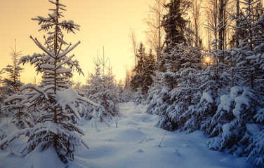 trees in the winter forest against the background of a decline