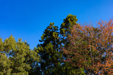 晩秋の森と青空