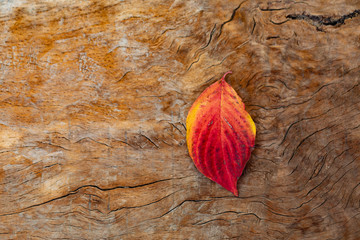 木板に並べた紅葉した葉
