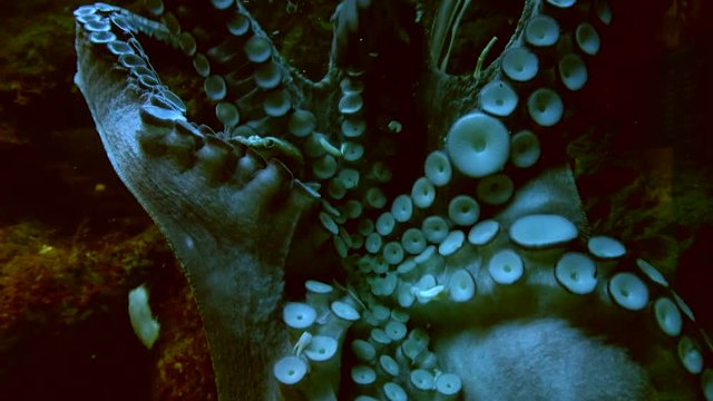 Gew&ouml;hnlicher Krake, Octopus vulgaris