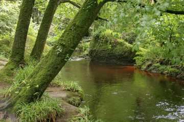 Flowing river in the forest. Huelgoat Brittany France