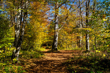 Scenic landscape with trees in mountain forest in autumn