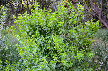 background of green leaves