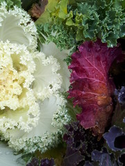 Decorative cabbage