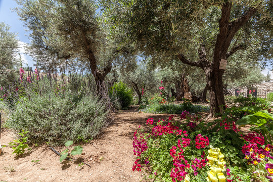 Nice view of garden Gethsemane