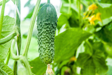 Young plant cucumber with yellow flowers. Juicy fresh cucumber close-up