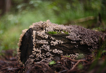 Fototapeta premium mushrooms of wild forest