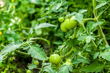Young tomato plant with small green vegetables