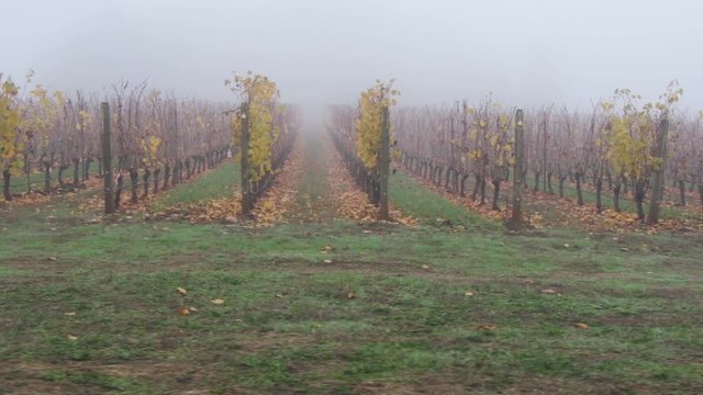 Wine grape Vineyard with heavy fog in autumn, in the Dundee hills of Oregon. Camera moves looking down the rows of vines with some yellow leaves and some small unpicked berry clusters. 