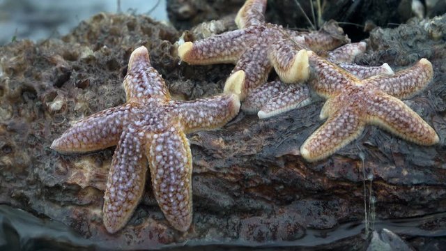 Seesterne, Asteroidea