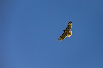 hawk in flight