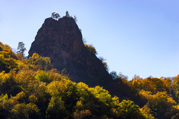 Autumn forest, many trees on the mountain in sunny day