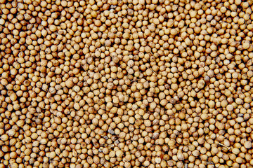 texture of yellow Mustard seeds background