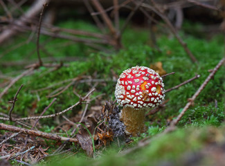 Wild forest mushrooms