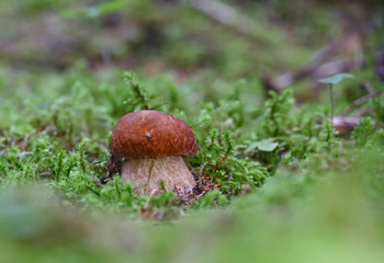 Wild forest mushrooms