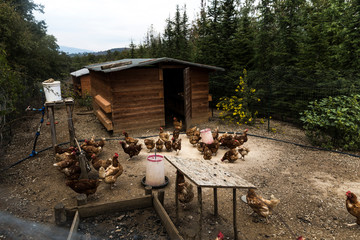 chickens in the chicken coop © Chris Reynolds