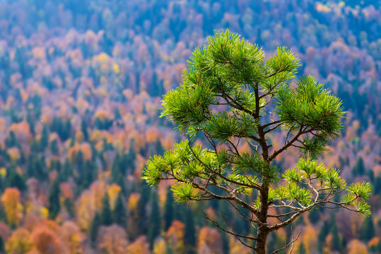 Adigeya Bilder Durchsuchen 364 Archivfotos, und Videos