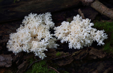 Wild forest mushrooms