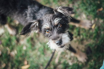 Close up of a dog looking up. Terrier looking dangerous and funny