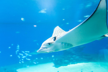 Nice view of big ray.