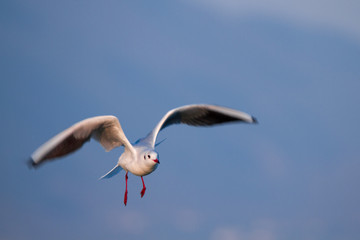SEAGULL FLYING OVER IN THE BLUE SKY IN SUNNY WEATHER