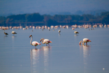 PINK FLAMINGOS RESTING IN A LAKE ON A SUNNY DAY
