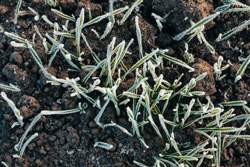 Frozen young winter wheat farm agrarian agricultural concept